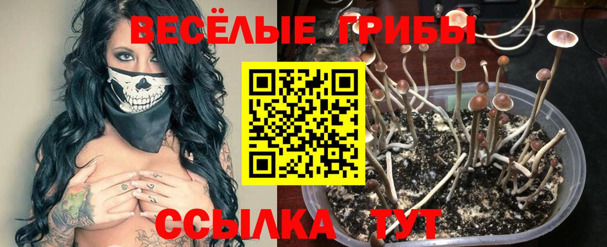 Псилоцибиновые грибы Psilocybine cubensis  Галлюциногенные грибы Magic Shrooms  Братск  Вход с VPN 
